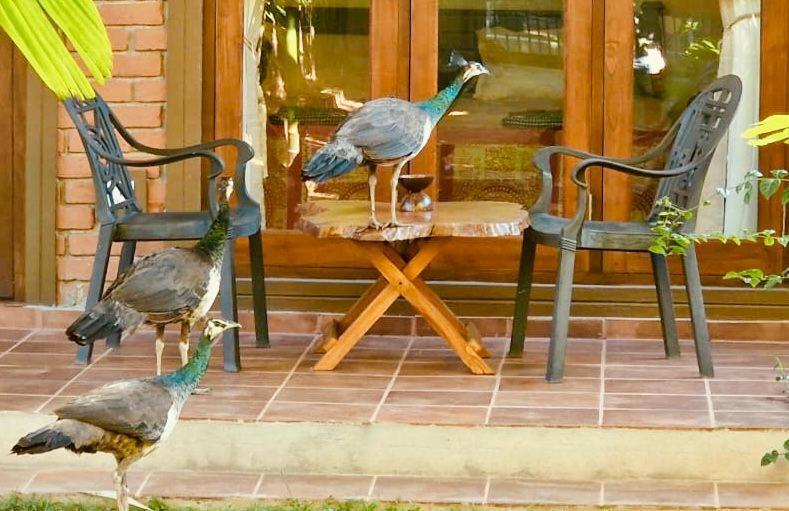 Hotel Millet'S Food Company And Cooking Center Negombo Exterior foto
